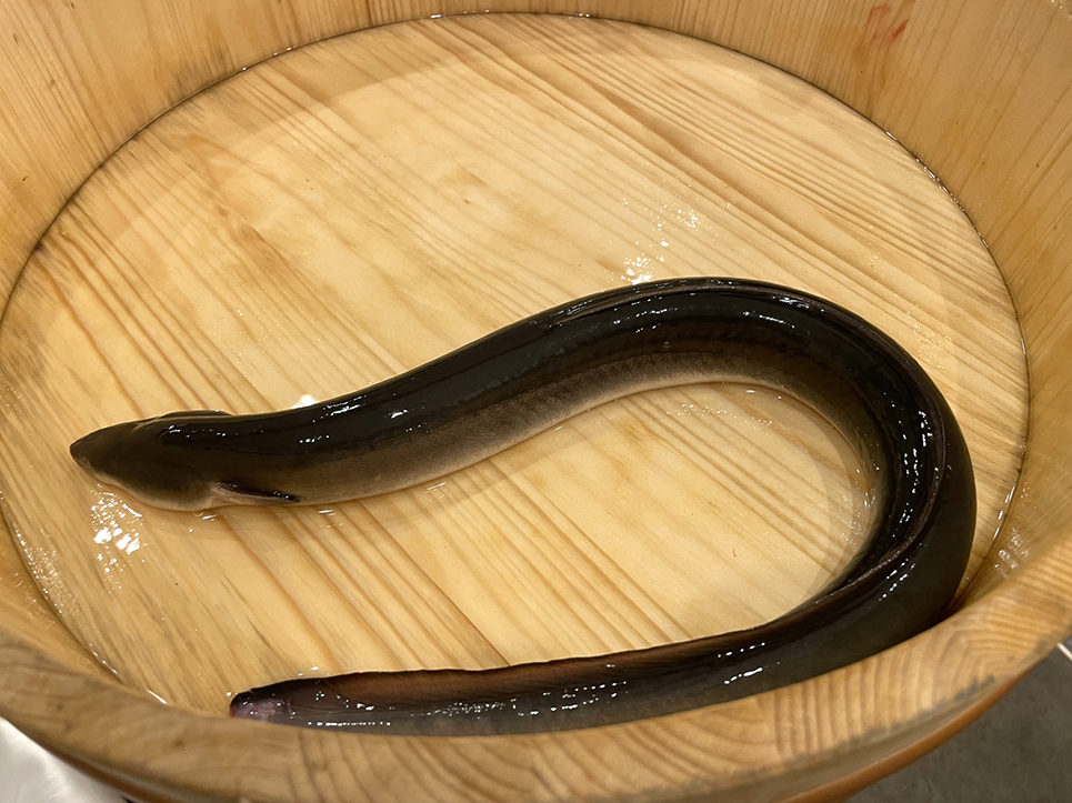 大きくて脂ののった鰻